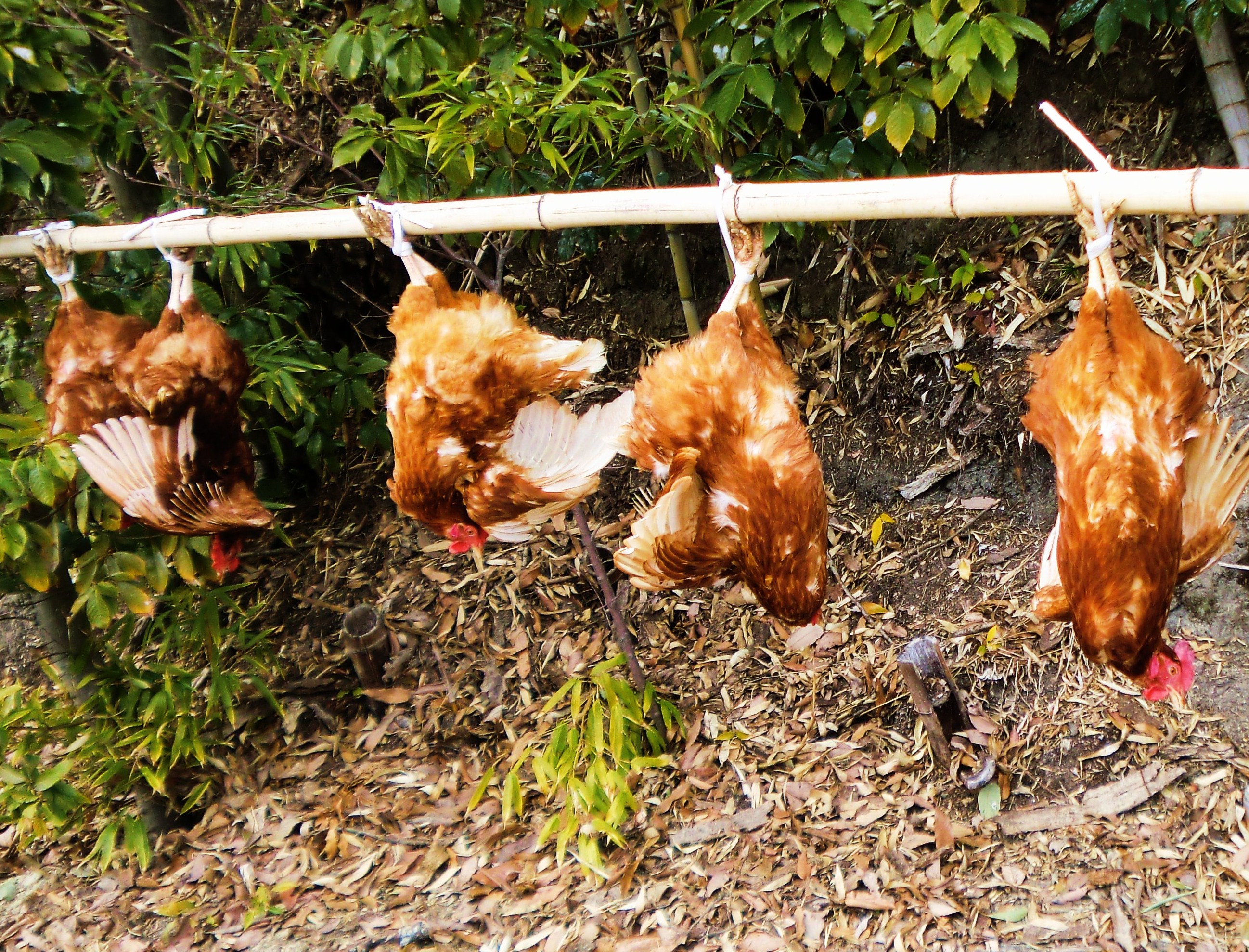 鶏しめ体験 はぴちょこ フェアトレード広まれ